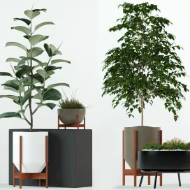 Plants collection modernica pots